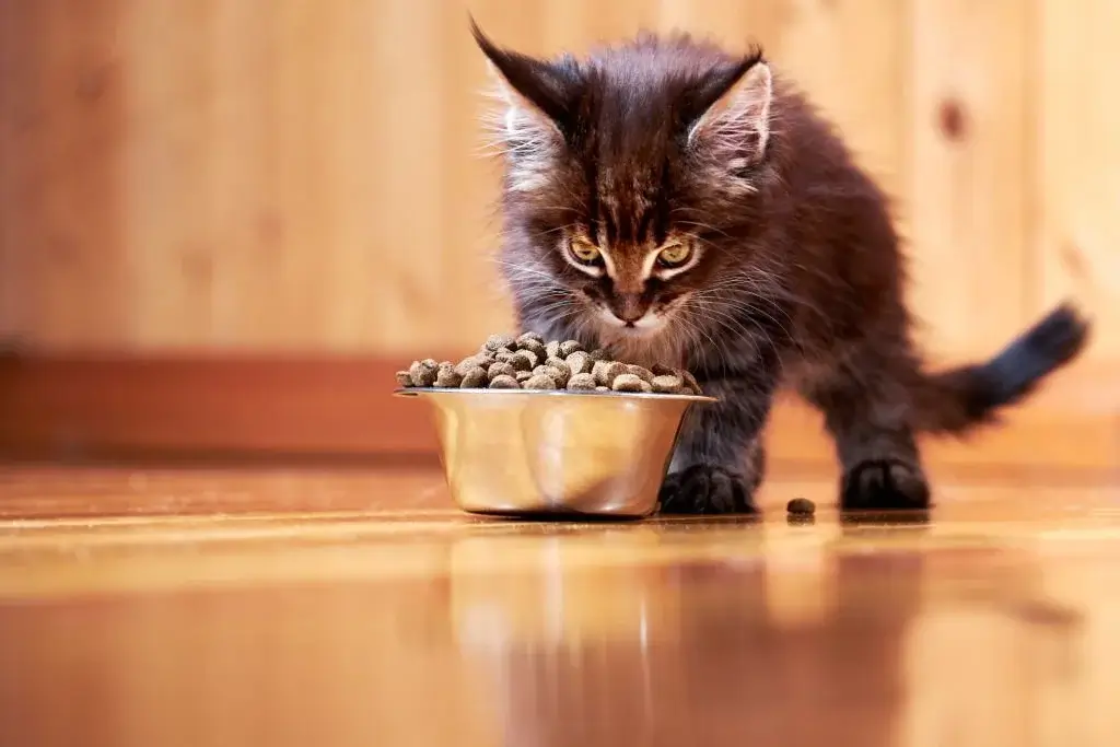 Can 2 Month Old Kittens Eat Dry Food (2)