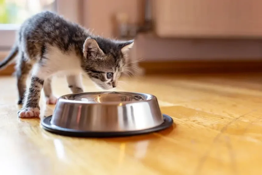 Can 6 Week Old Kittens Eat Dry Food