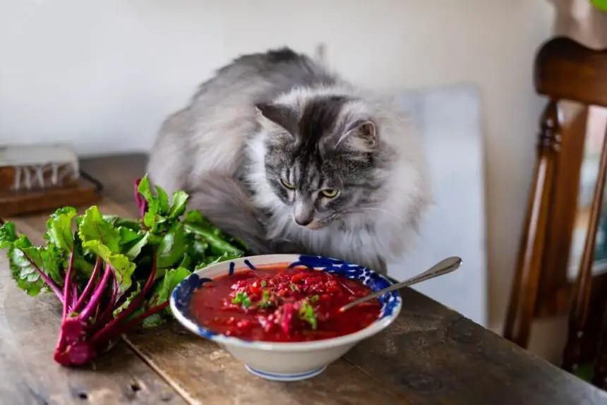 Can Cats Eat Beets