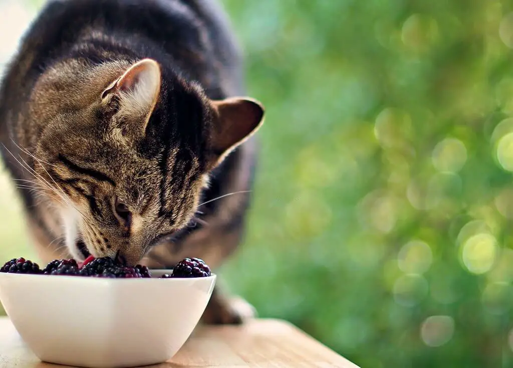 Can Cats Eat Blackberries (1)