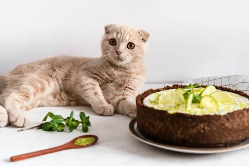 Can Cats Eat Cheesecake