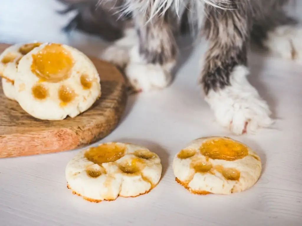 Can Cats Eat Cookies (1)