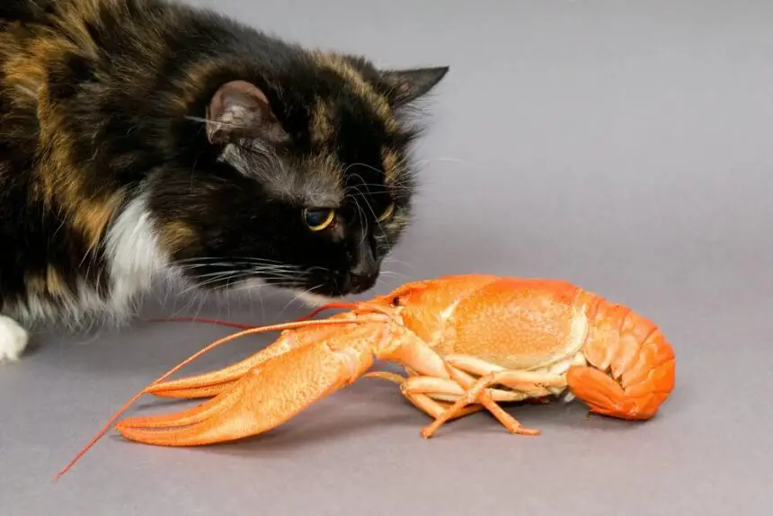 Can Cats Eat Crawfish