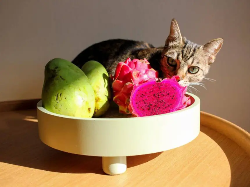 Can Cats Eat Dragon Fruit