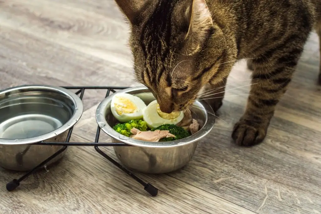 Can Cats Eat Eggs (1)