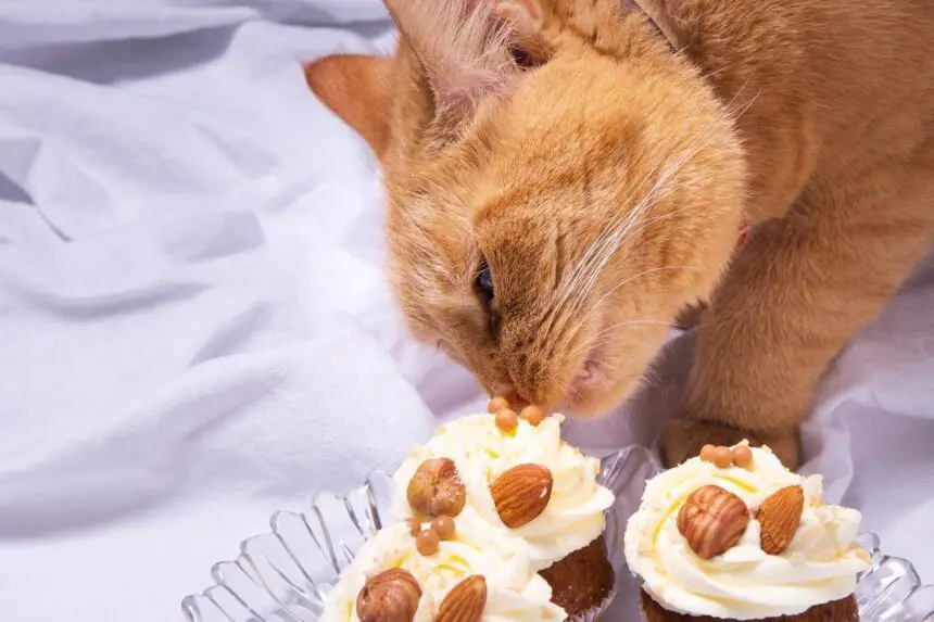 Can Cats Eat Frosting