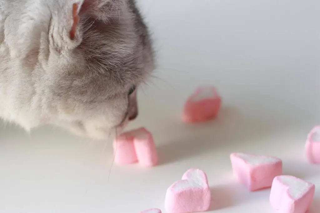 Can Cats Eat Marshmallows 2