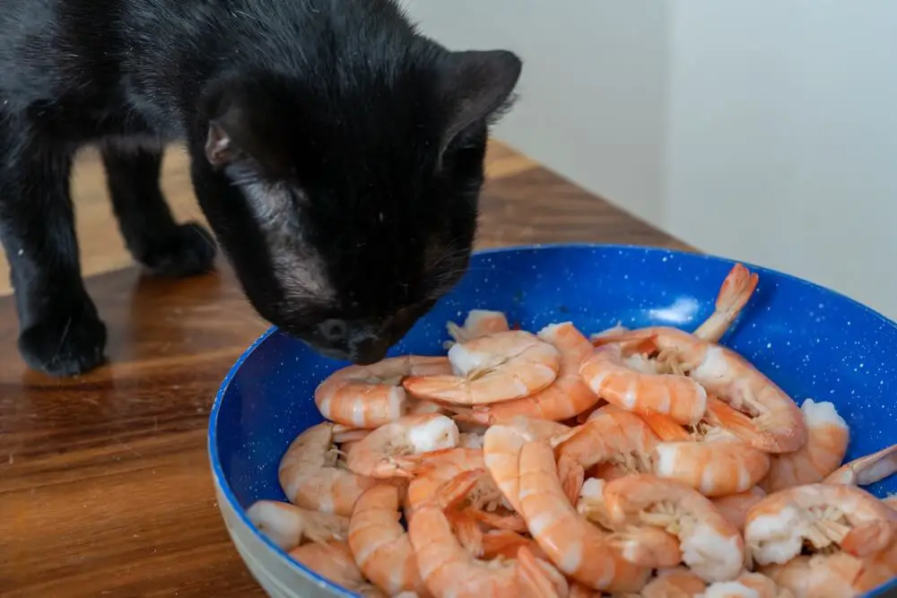 Can Cats Eat Shrimp 1