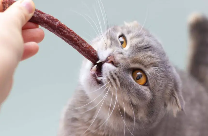 Can Cats Eat Slim Jims