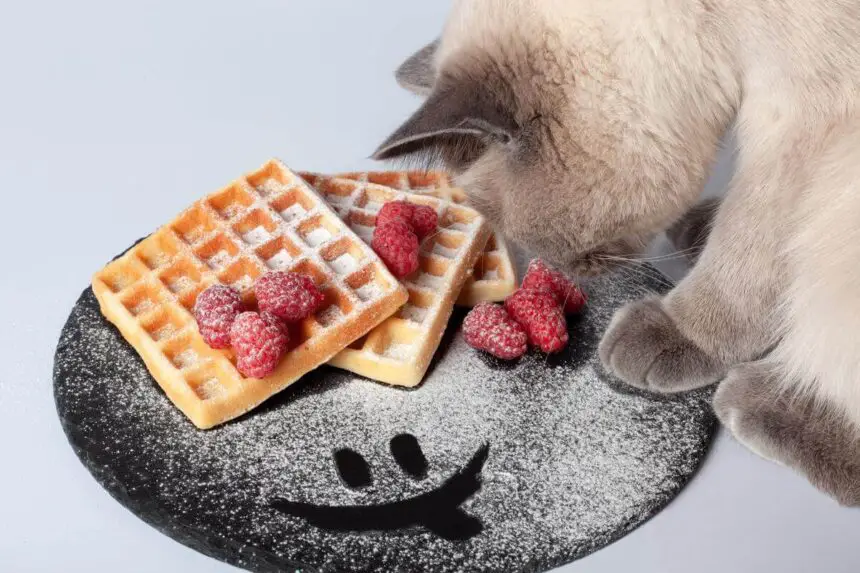 Can Cats Eat Waffles
