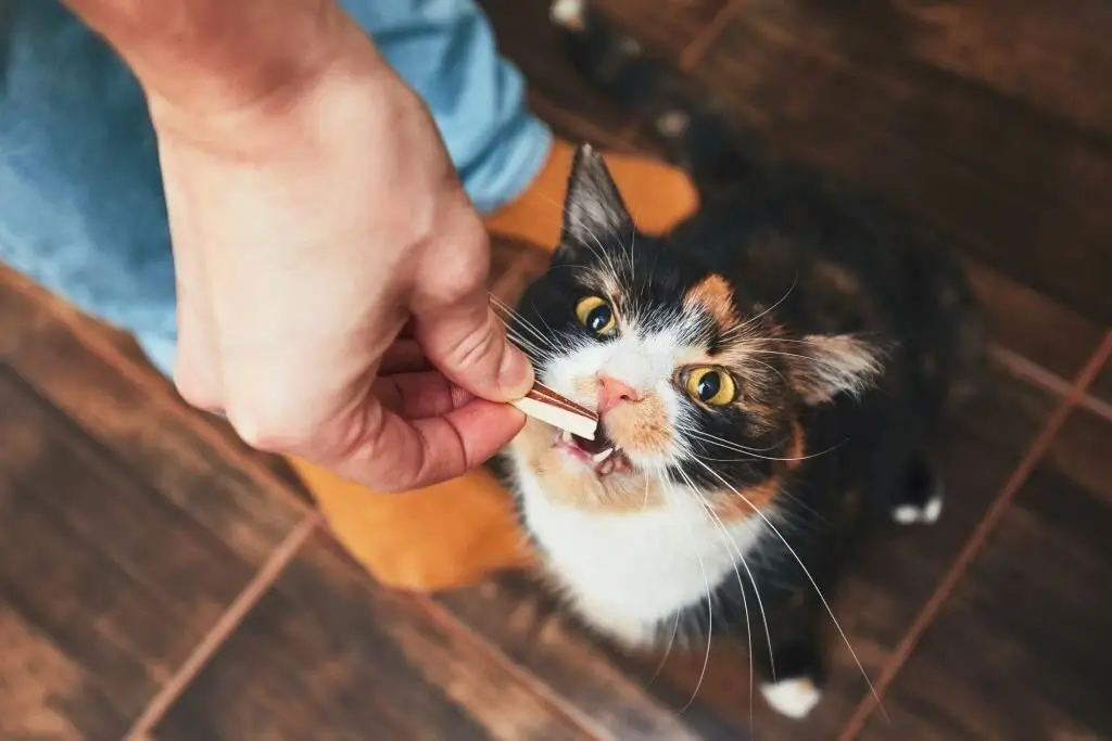Can Kittens Eat Cat Treats (1)