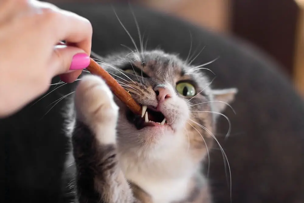 Can Kittens Eat Cat Treats 2