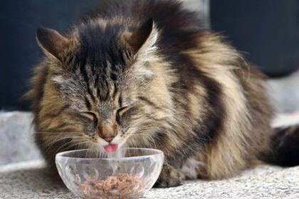 Can Wet Food Cause Diarrhea In Cats