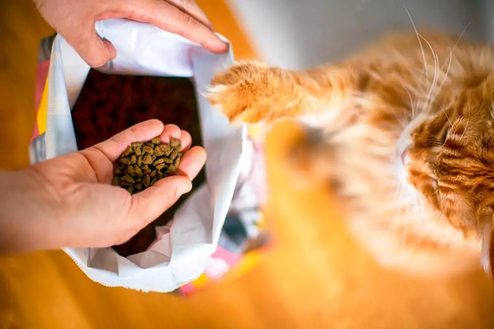 how much does it cost to feed a cat per month uk