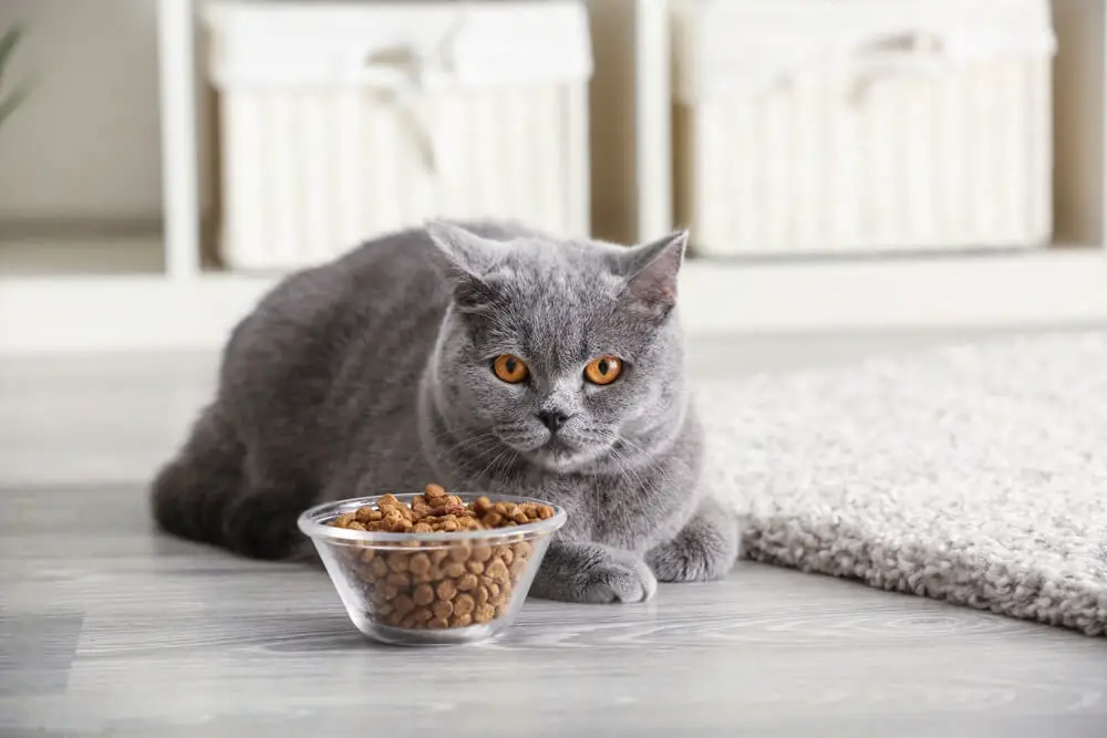 How Much Does It Cost To Feed A Cat Per Month 4