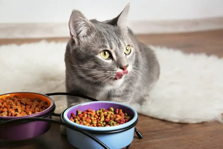 How Much Does It Cost To Feed A Cat Per Month