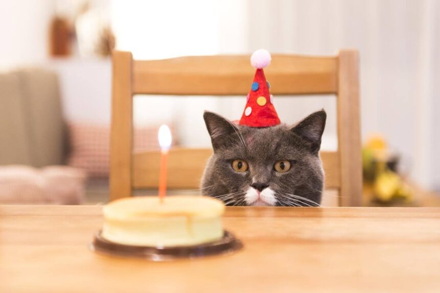 What Can I Give My Cat For His Birthday