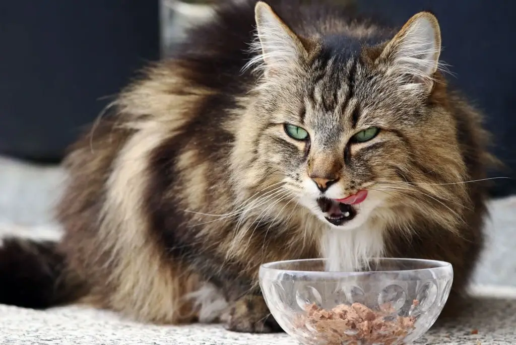 What Do Norwegian Forest Cats Eat (1)
