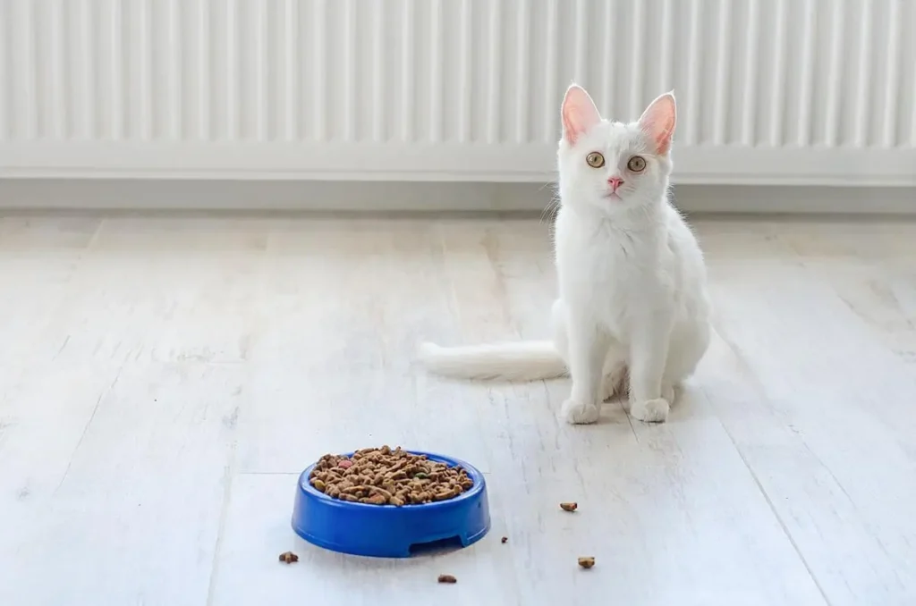 What Do Turkish Angora Cats Eat 1