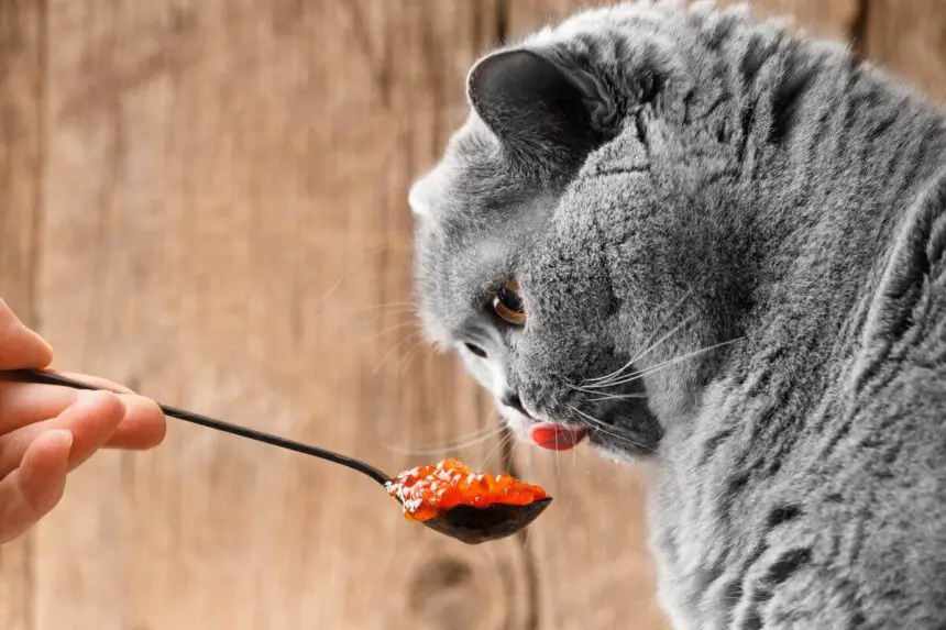 Can Cats Eat Caviar