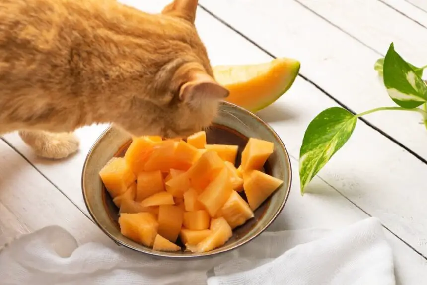 Can Cats Eat Honeydew Melon