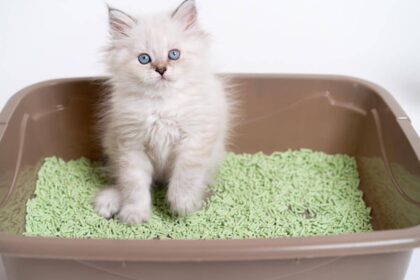 Can Dry Cat Food Cause Constipation