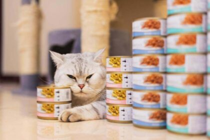 How Long Does Canned Cat Food Last After the Expiration Date
