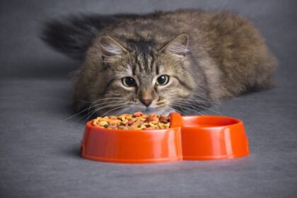How To Crush Dry Cat Food