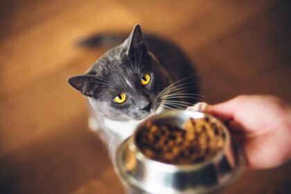 How To Get Cat To Eat Dry Food