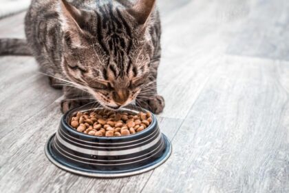 How To Make Hard Cat Food Soft