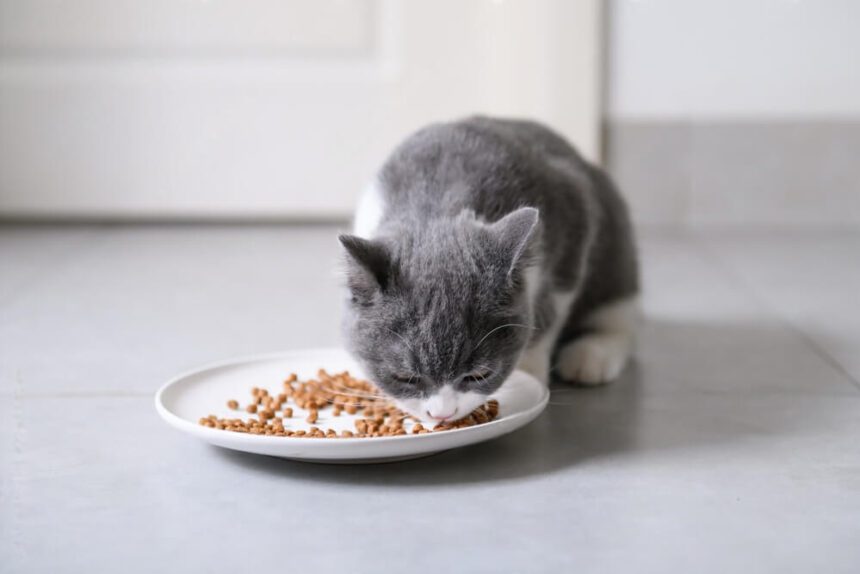 Best Low Magnesium Cat Food