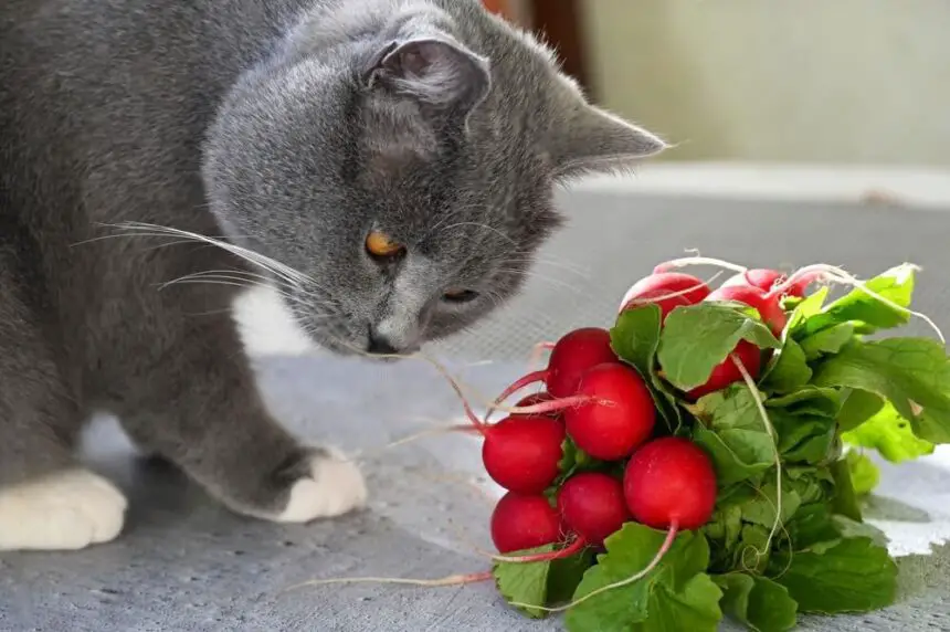 Can Cat Eat Radishes