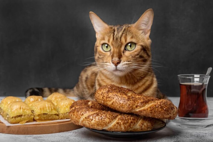 Can Cats Eat Bagels