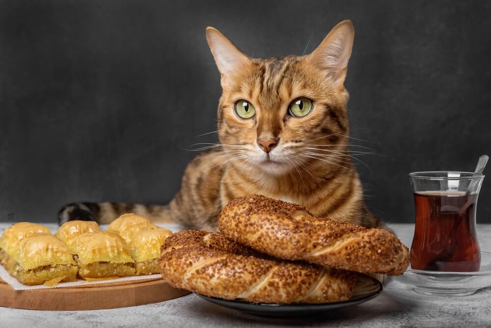can-cats-eat-bagels-cat-food-savvy