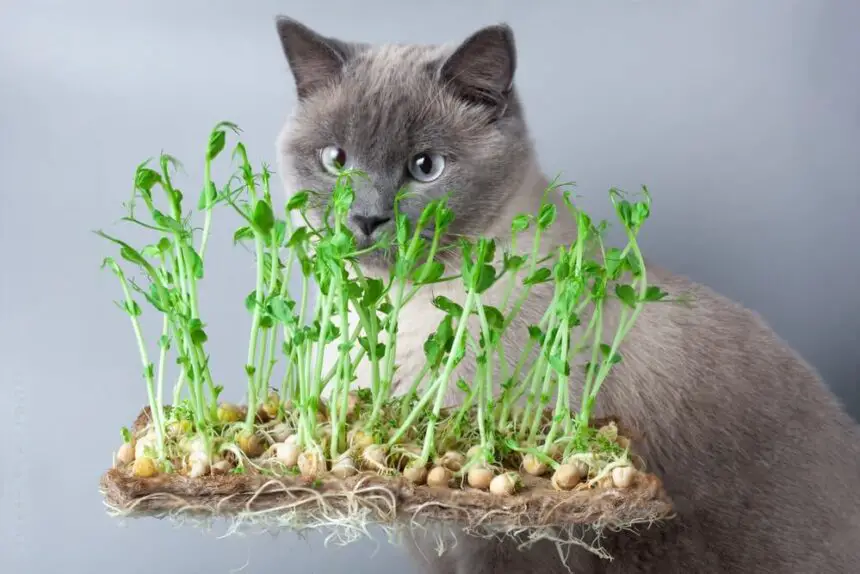Can Cats Eat Microgreens
