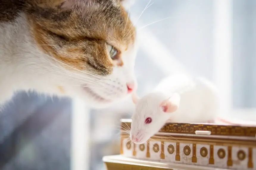 Can Mice Eat Cat Food