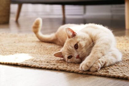 Homemade Cat Food Recipes For Sensitive Stomach