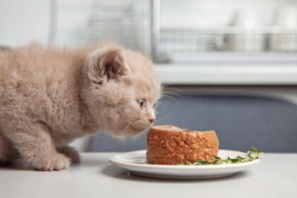 What Does Pate Mean in Cat Food