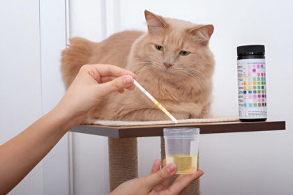 Best Homemade Cat Food For Urinary Problems