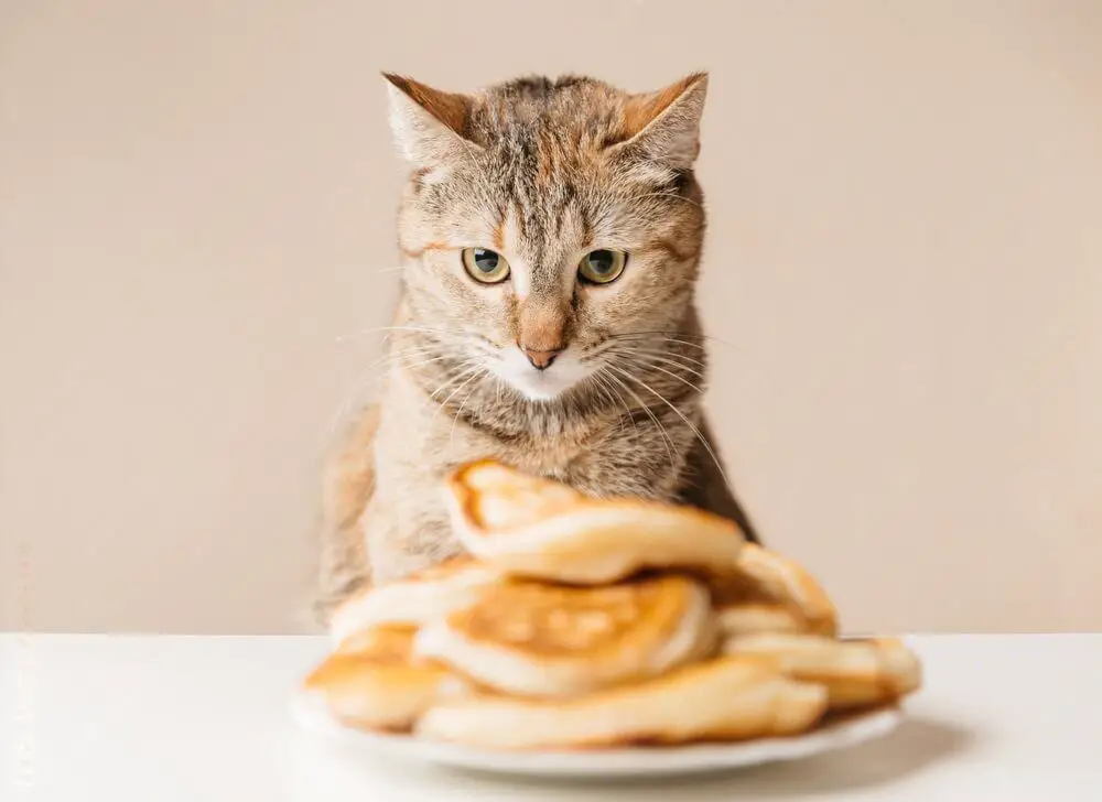 Can Cats Eat Pancakes (1)