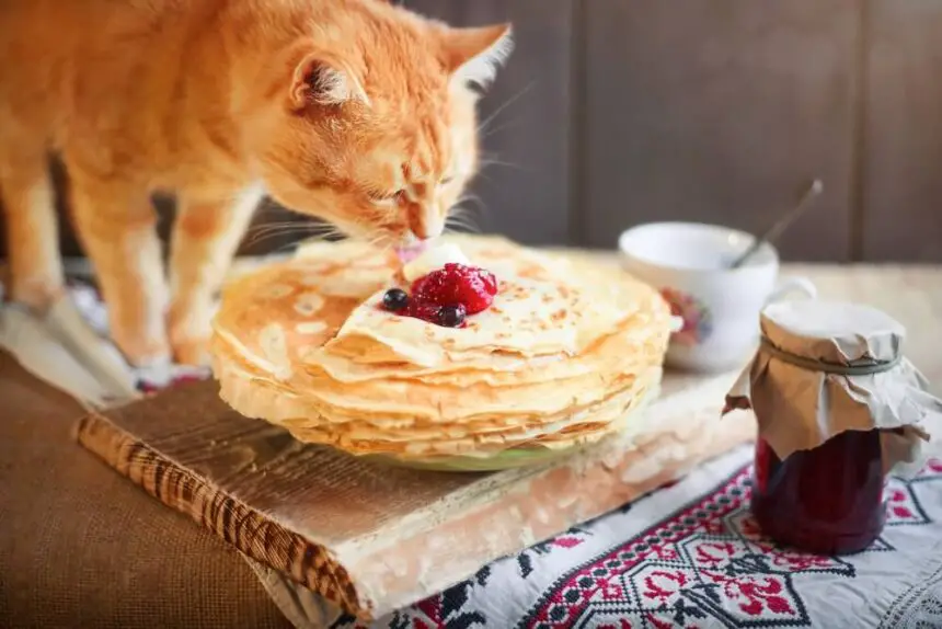 Can Cats Eat Pancakes
