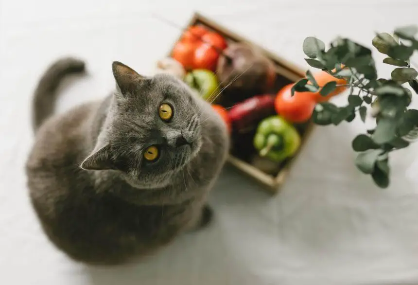 Can Cats Eat Vegetables