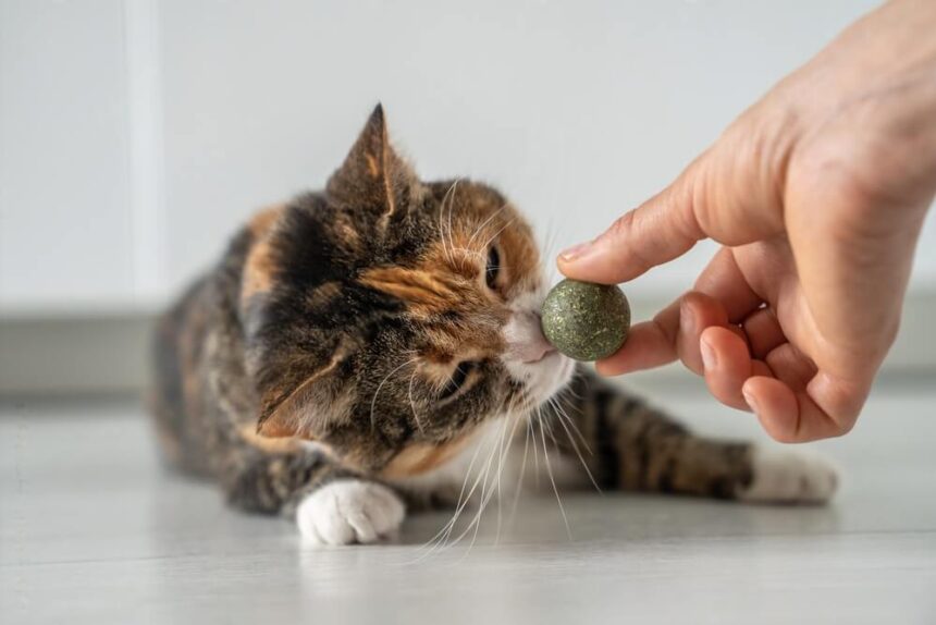 Can Nursing Cats Have Catnip