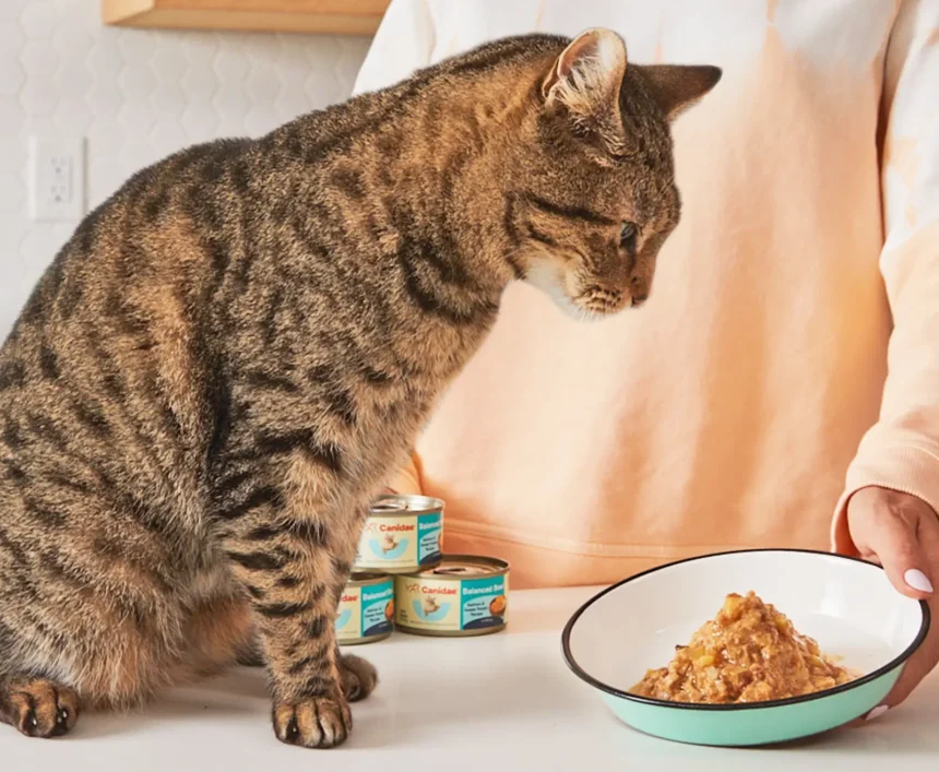 Canidae Adore Wet Cat Food Review