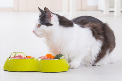How to Transition Your Cat to a Raw Food Diet