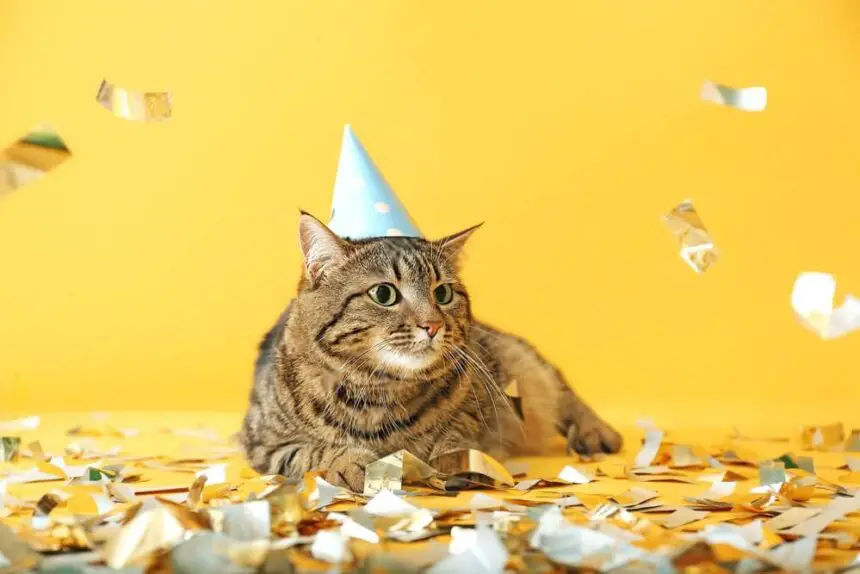 What Can Cats Eat For Their Birthday