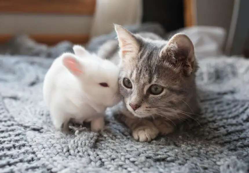 Can bunnies eat cat food