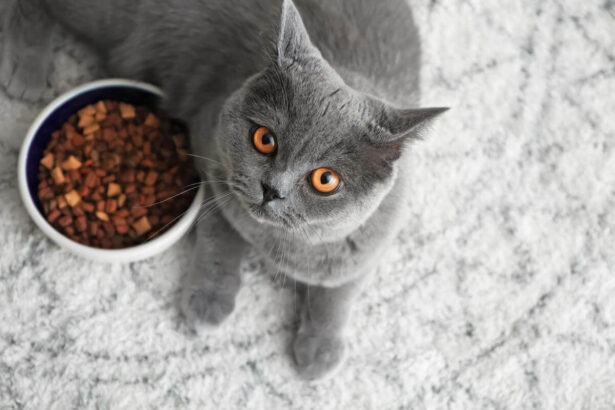 How to Give Dry Cat Food the Right Way