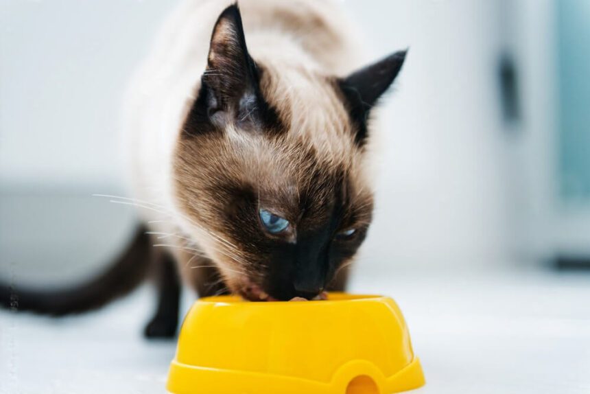 When to Switch Cats from Kitten Food