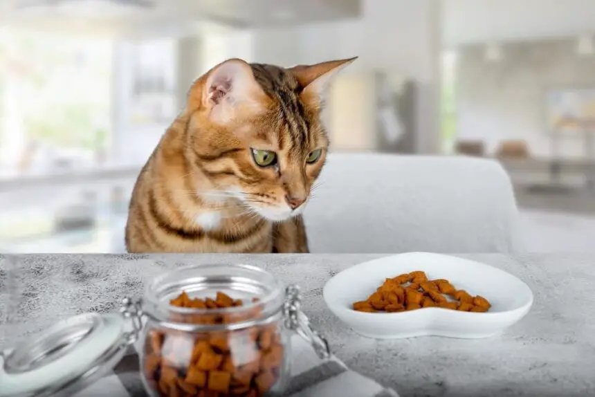 Why Does Cat Food Smell So Bad